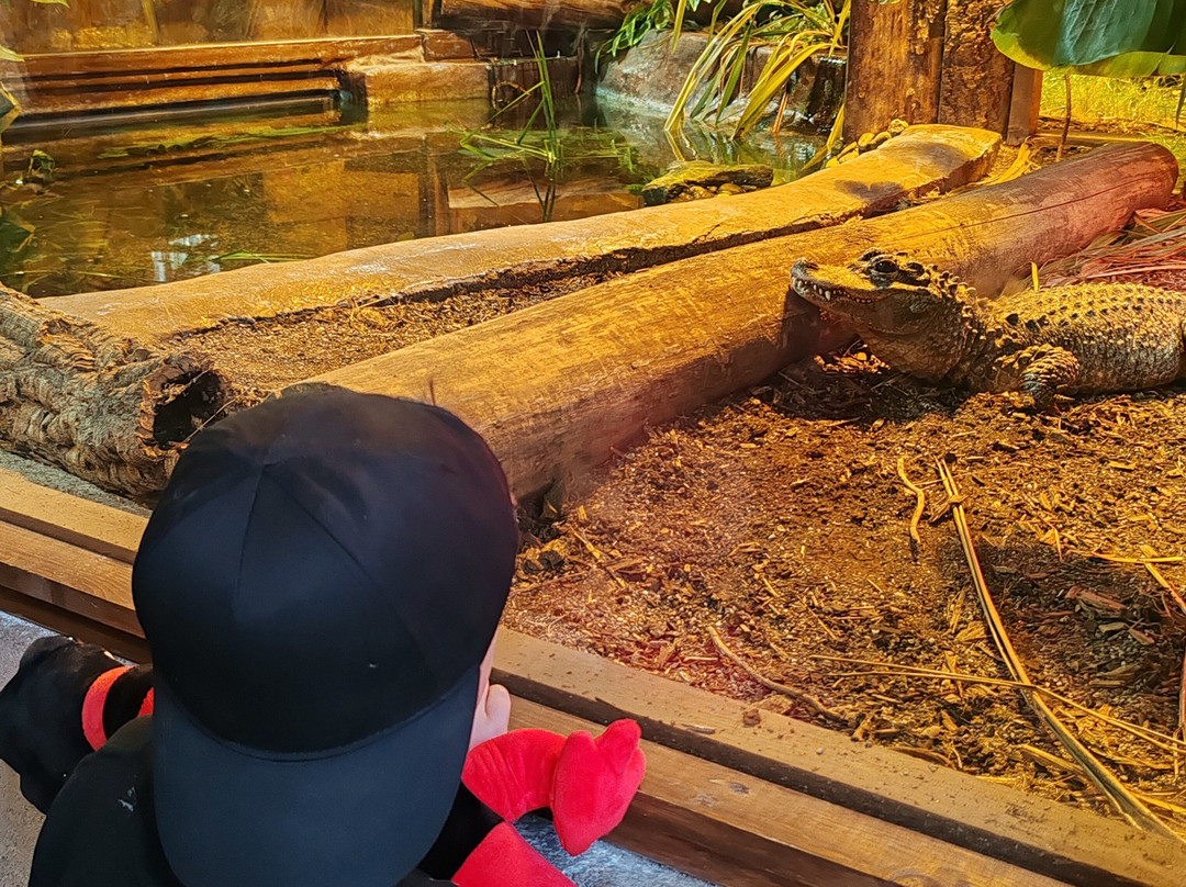 The National Reptile Zoo-基尔肯尼必去景点