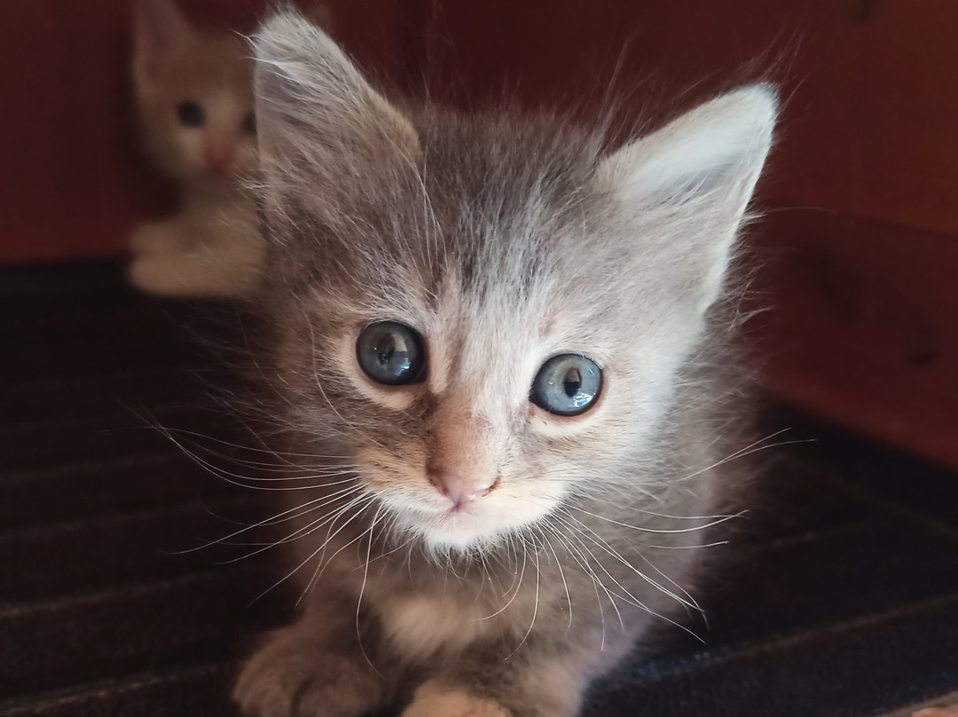 Kallithea Cats景点图片
