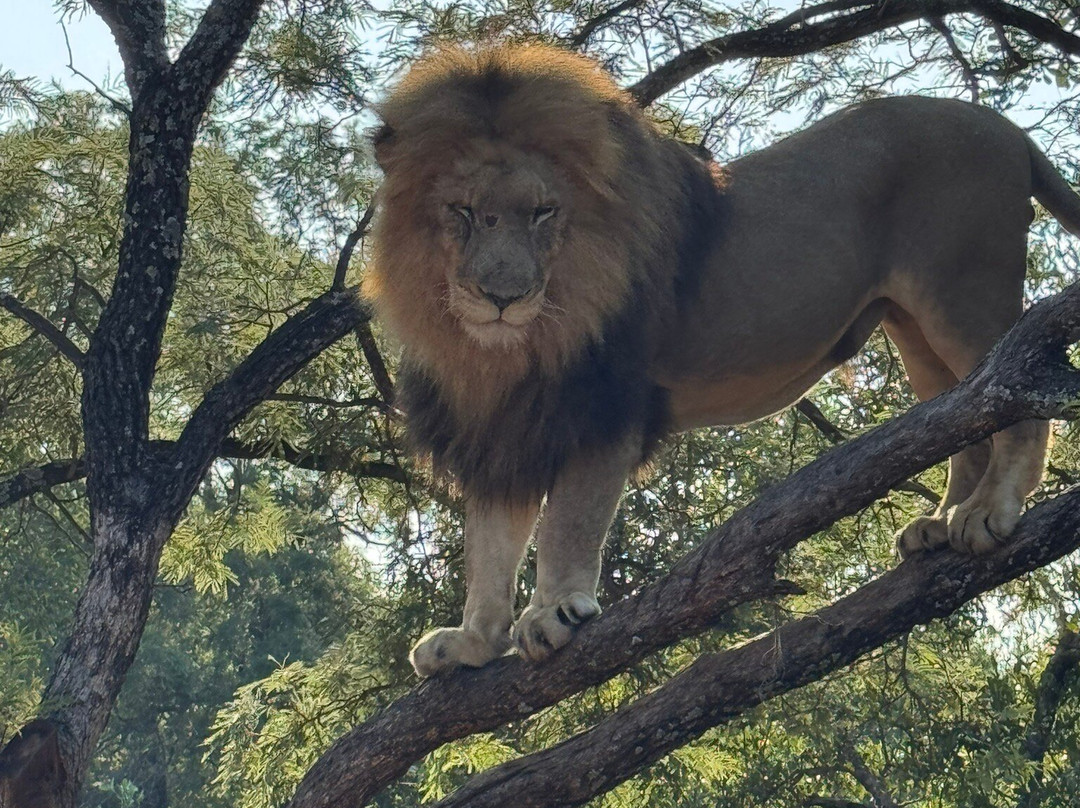 Ukutula Conservation Center-Brits必去景点