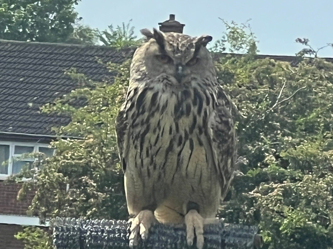 Mercer Falconry Raptor Park-Farnsfield必去景点