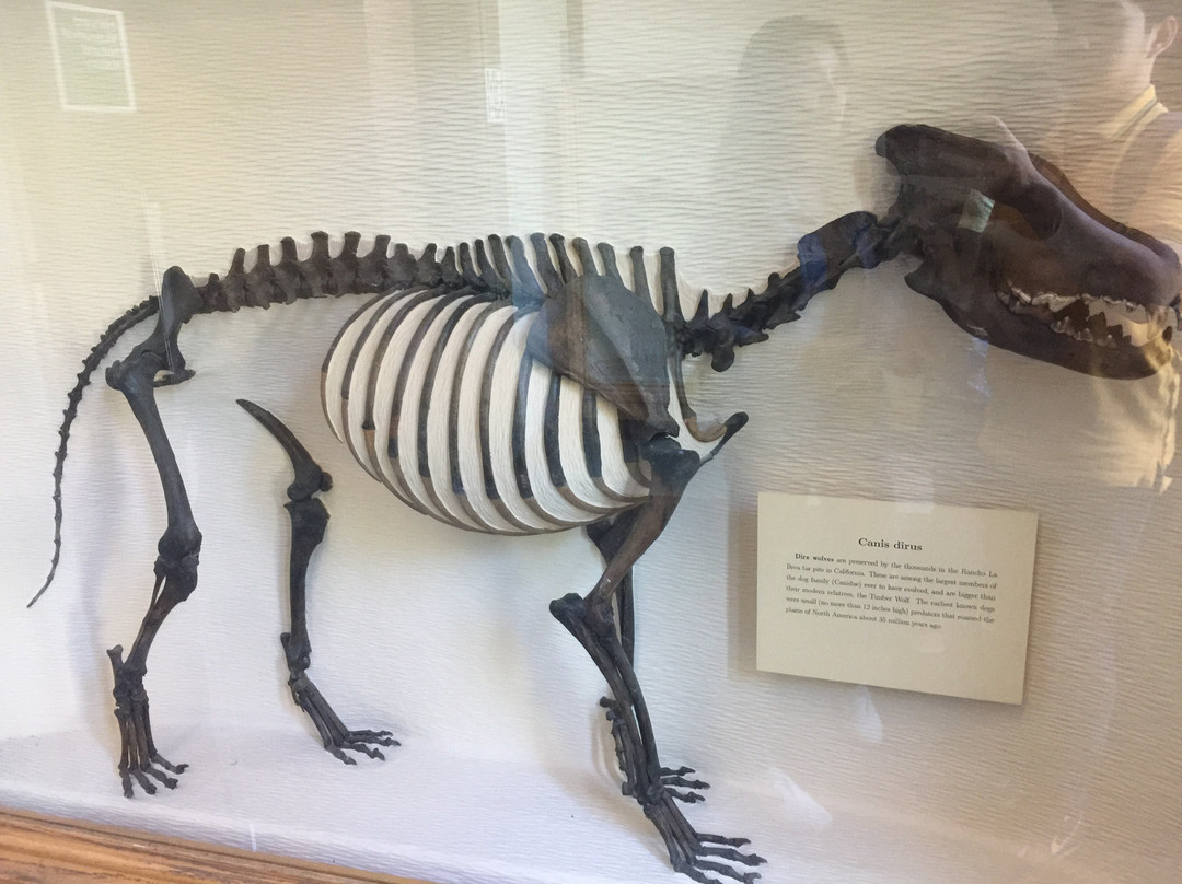 Harvard Museum of Natural History-剑桥必去景点