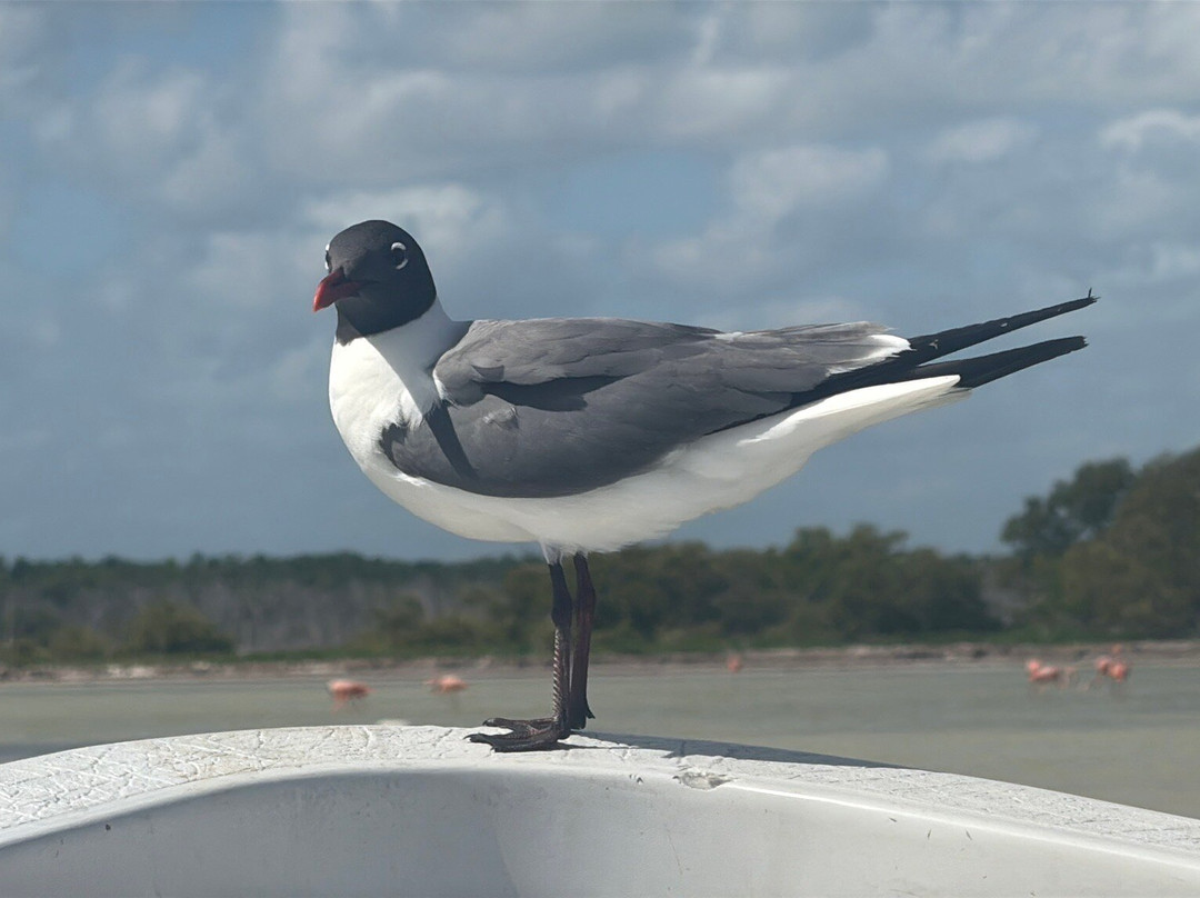 Río Lagartos Experience By Jorge N-里奥拉加托斯必去景点
