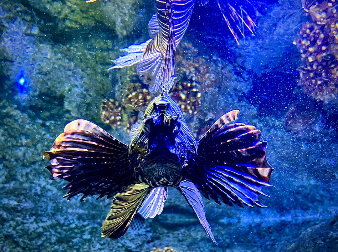 Odysseo Oceanarium Mauritius-路易士港必去景点