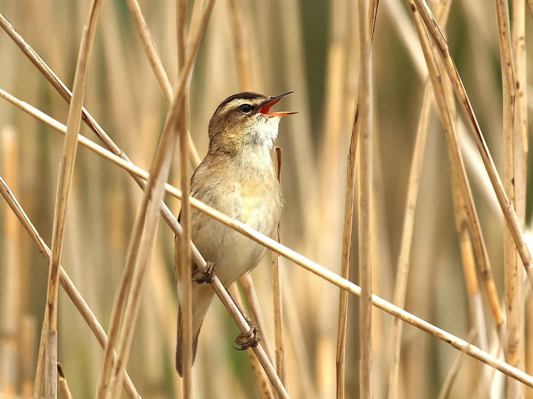 Seaton Wetlands Nature Reserve-Seaton必去景点