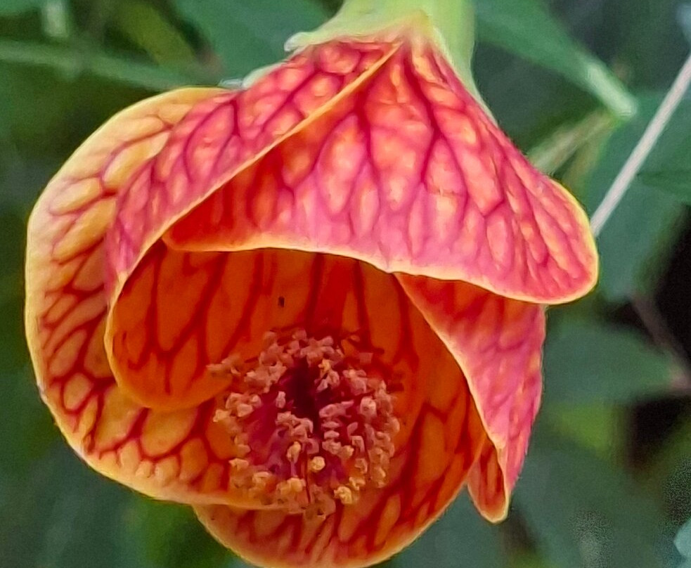 Jardin de los Picaflores-伊瓜苏港必去景点