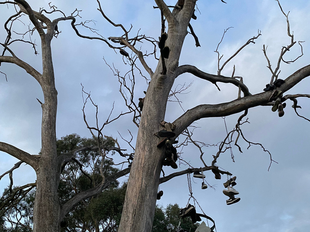 The Black Stump-Coolah必去景点
