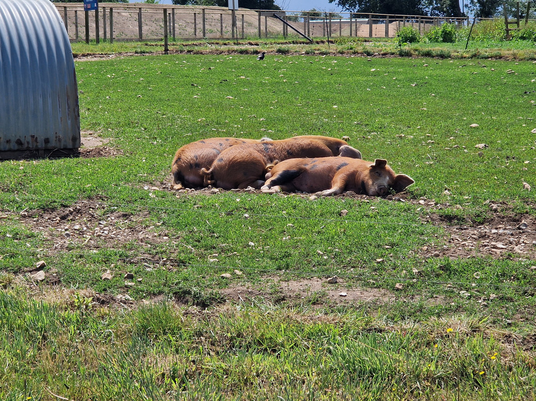Jimmy's Farm & Wildlife Park景点图片