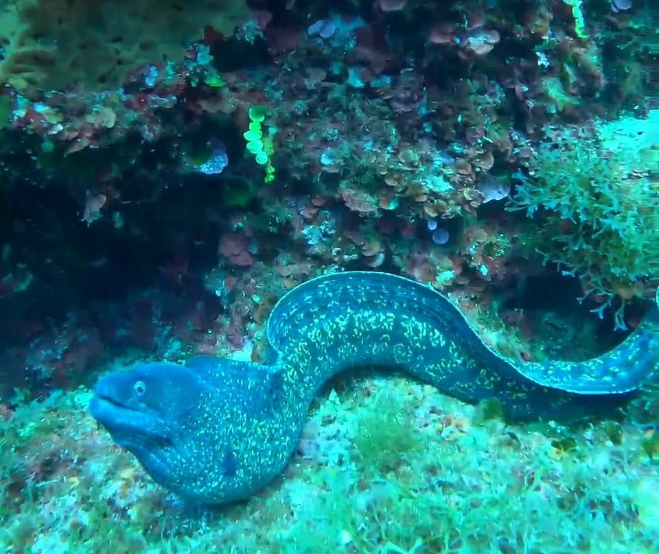 Discovery Diving Sardegna-Puntaldia必去景点