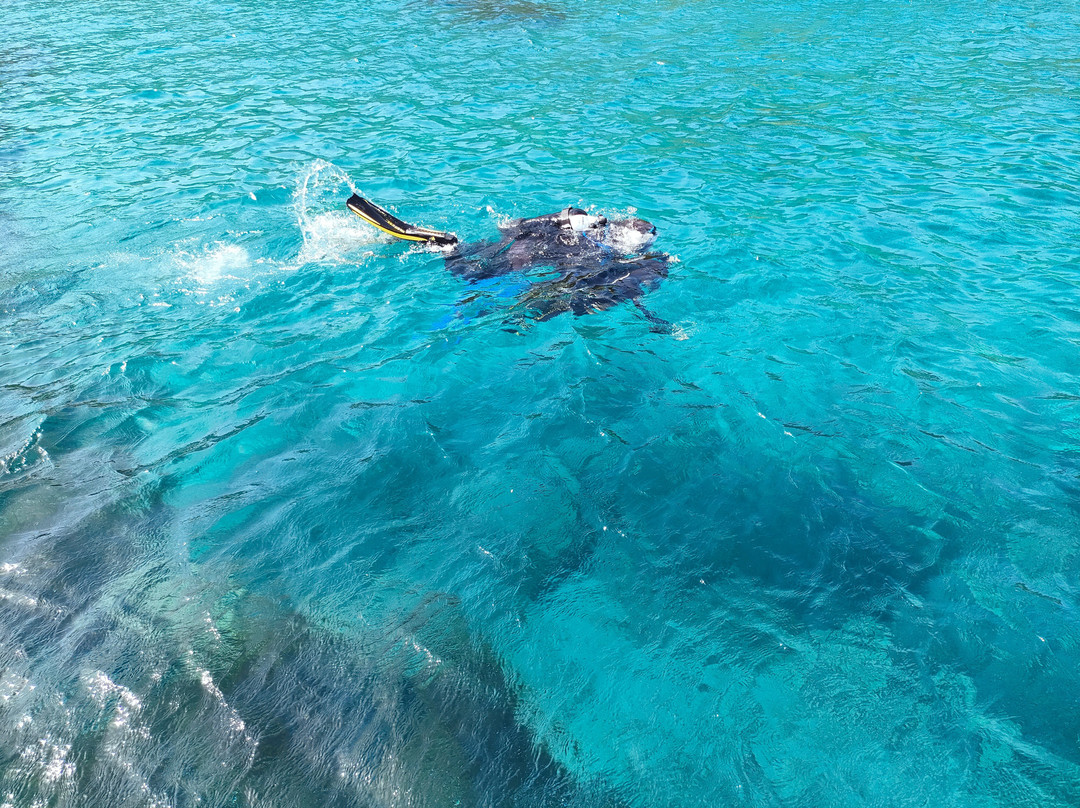 Diving Yoghi景点图片