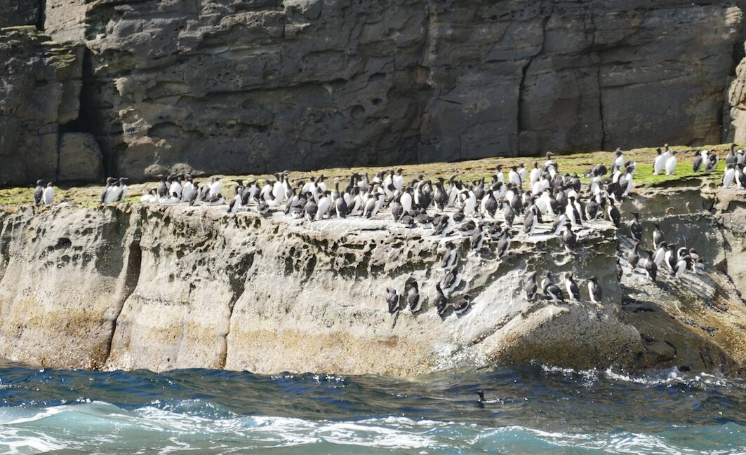 Seabirds and Seals - The Original Noss Boat Tours景点图片