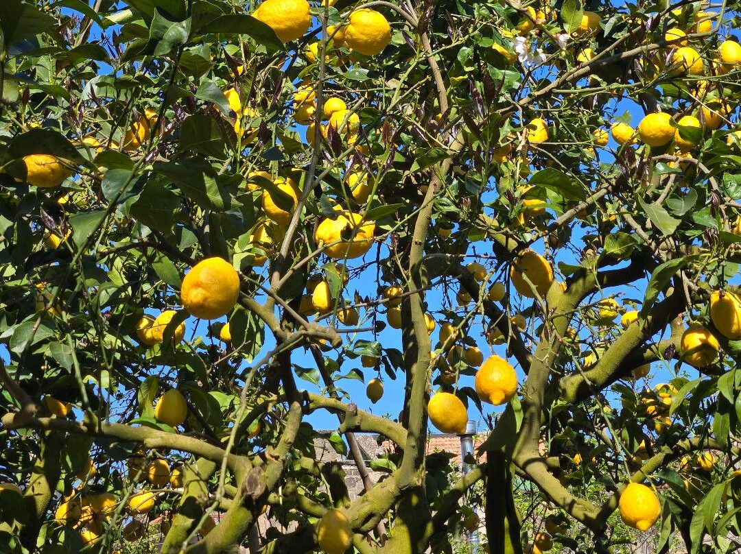Azienda Agrituristica Il Turuziello-马萨卢布伦塞必去景点