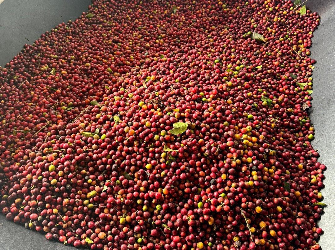 La Cima Eco Hotel主图