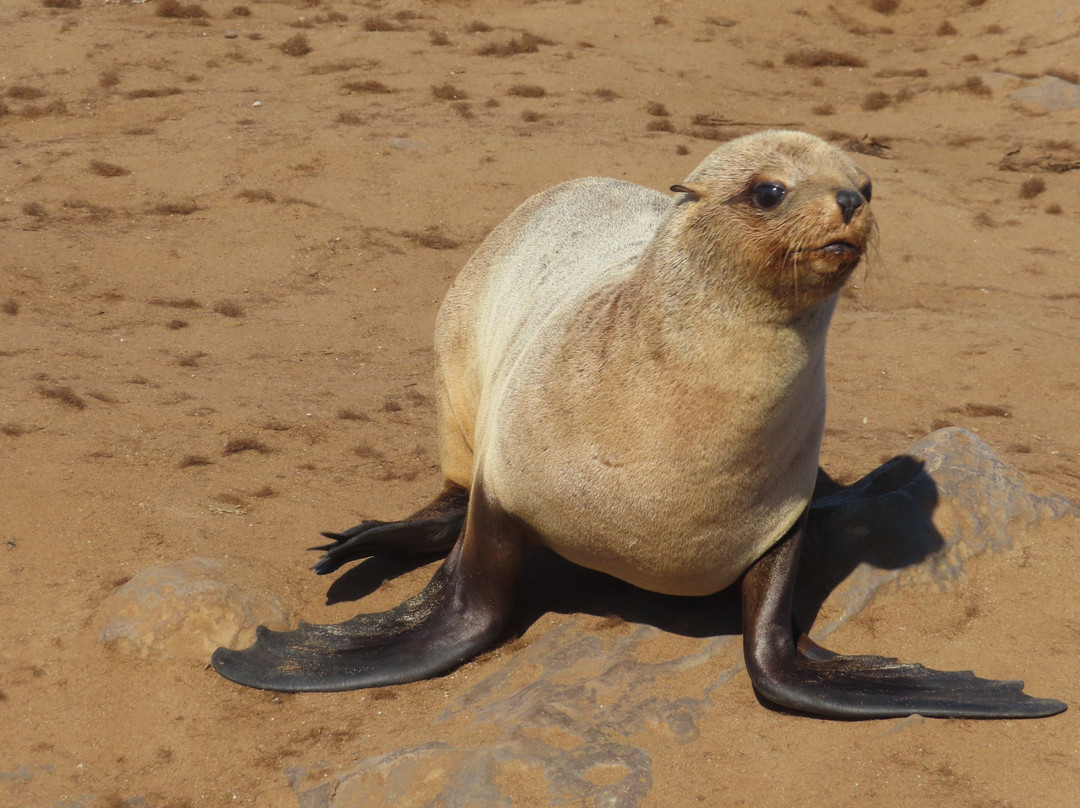 Cape Cross-Erongo Region必去景点