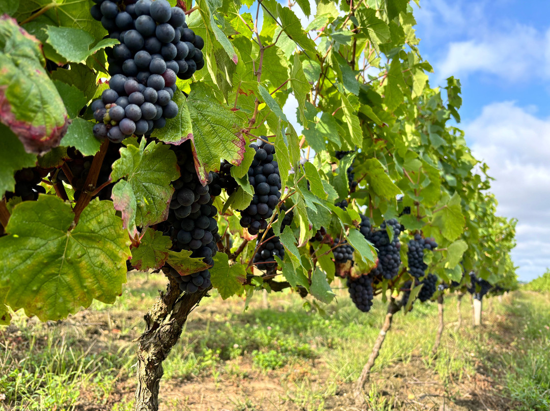 Vignobles Jourdain-Lye必去景点