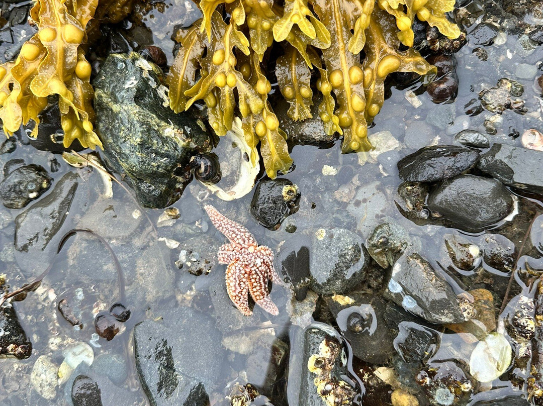 Land Bridge to Bar Island-巴港必去景点