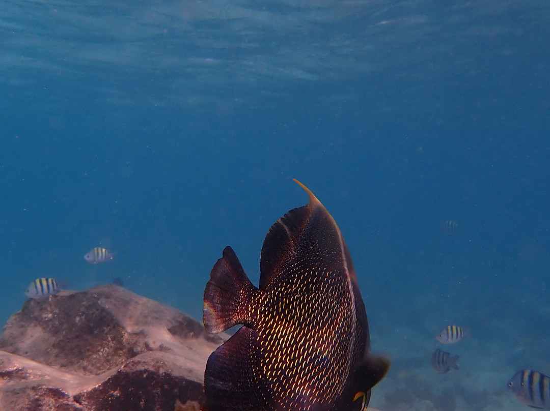 Fins & Feet Nature Tours-阿鲁巴岛必去景点