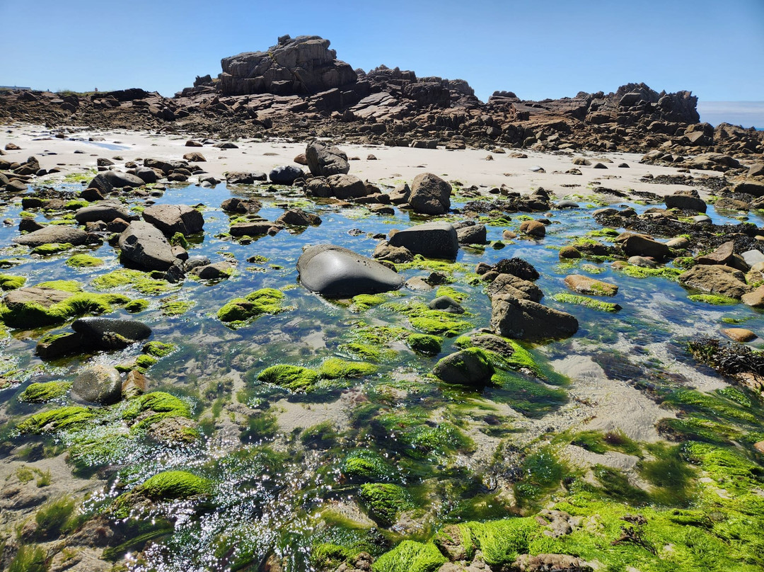Guernsey Seaweed Foraging Tours-Castel必去景点