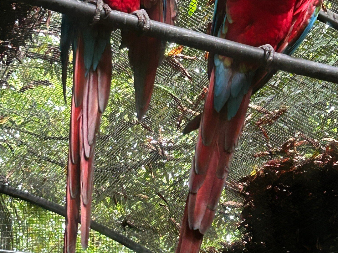 Zoo de Guyane-Macouria必去景点