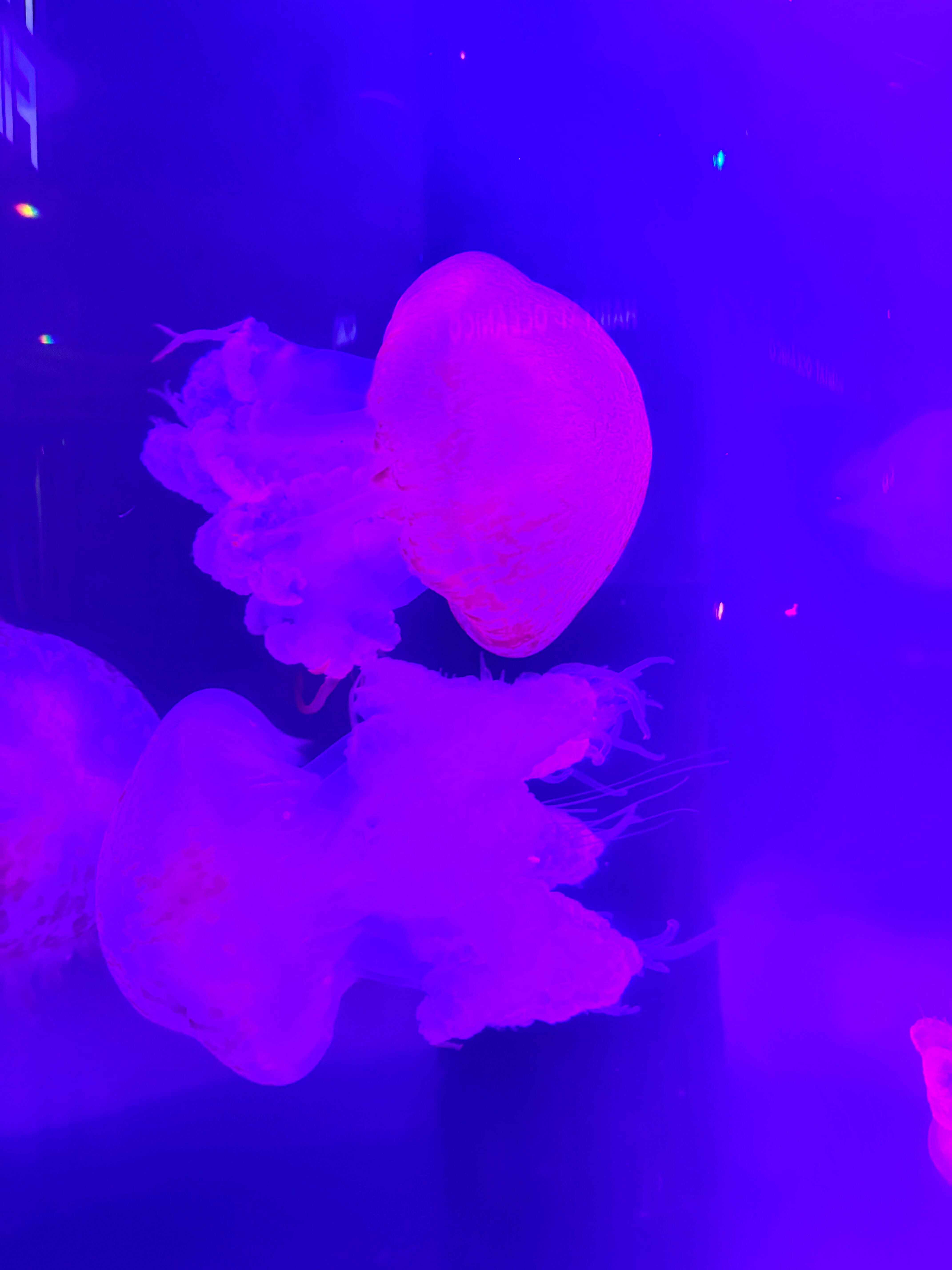 Oceanic Aquarium用户实拍