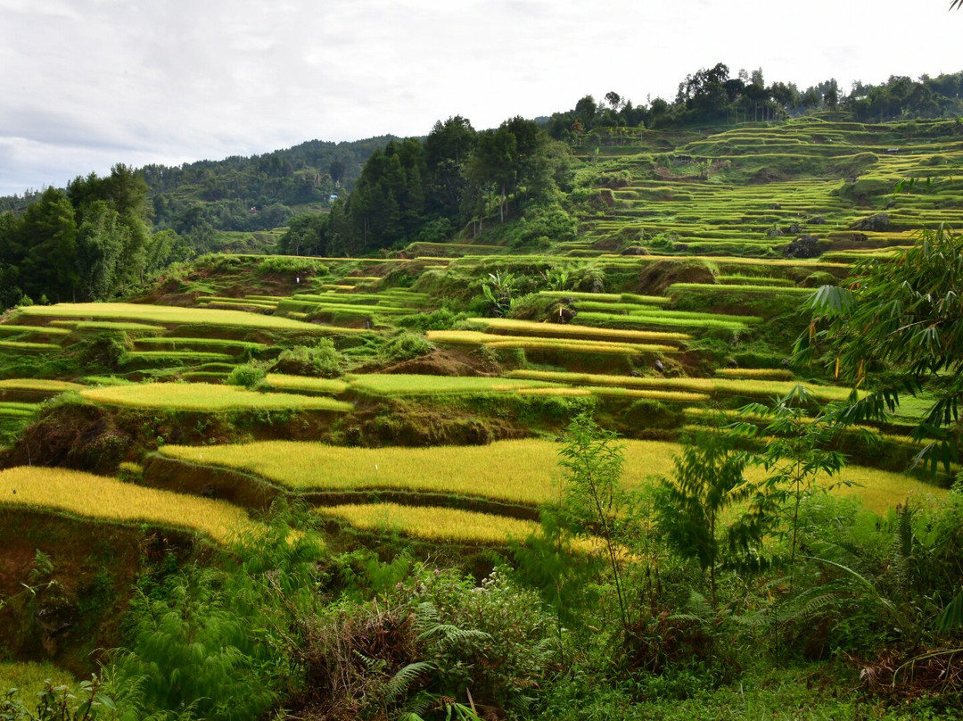 Toraja local guide-Tana Toraja必去景点
