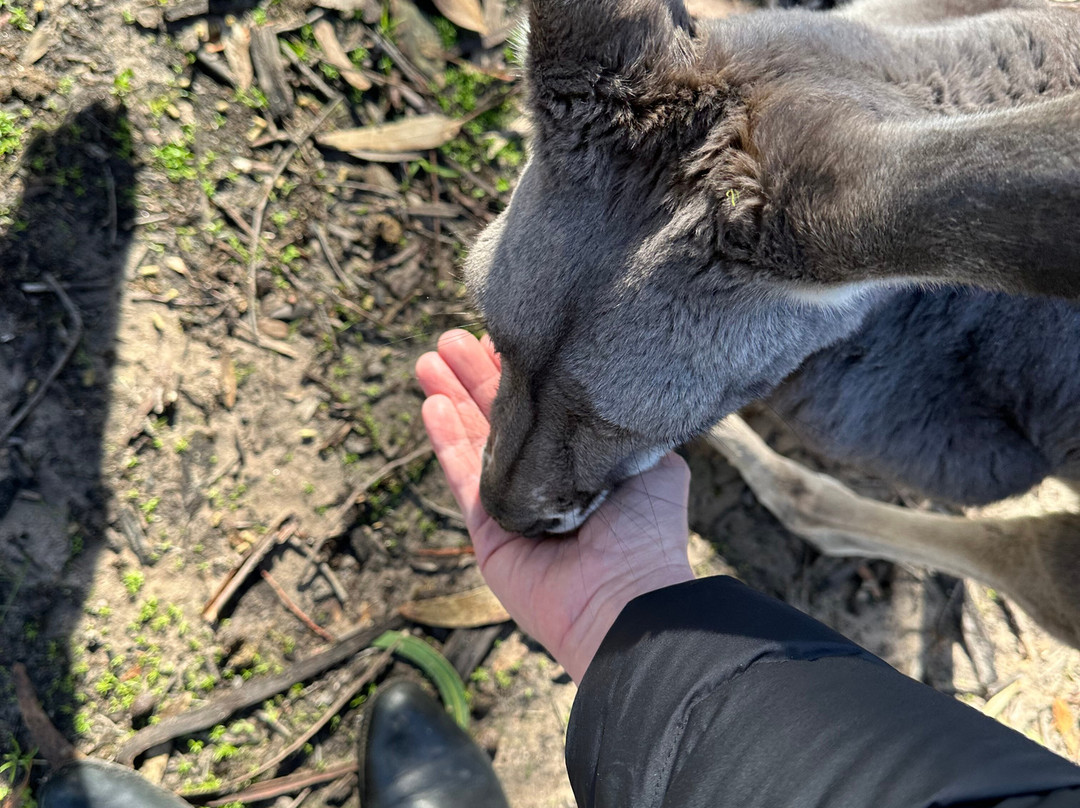 Softfoot Farm & Wildlife Park-Hindmarsh Valley必去景点