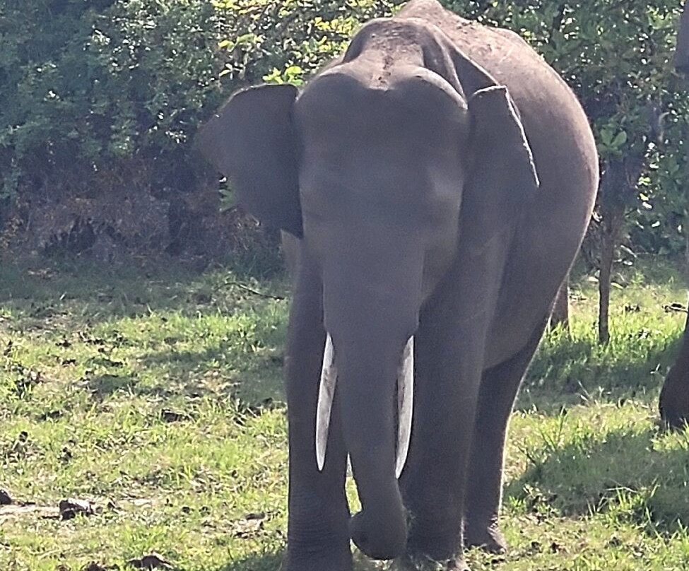 Kanishka Prabath-奴娃拉伊利雅必去景点