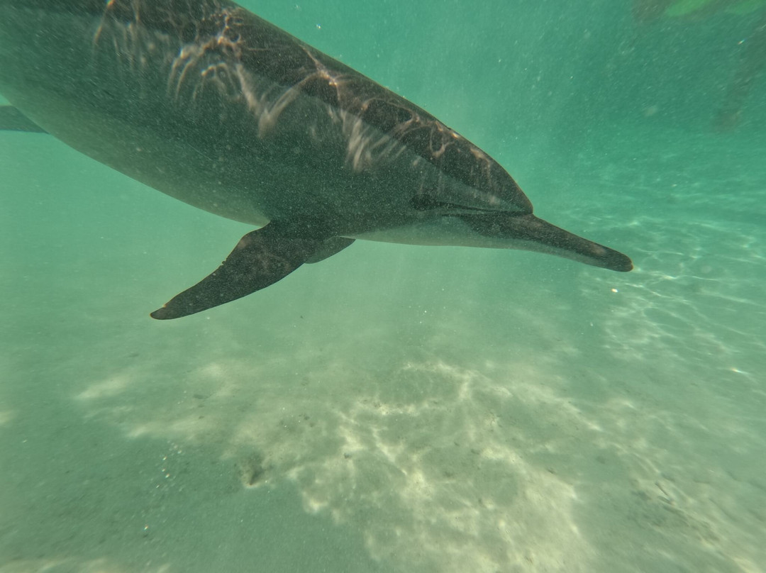 Sataya Dolphin Reef-马萨阿拉姆必去景点
