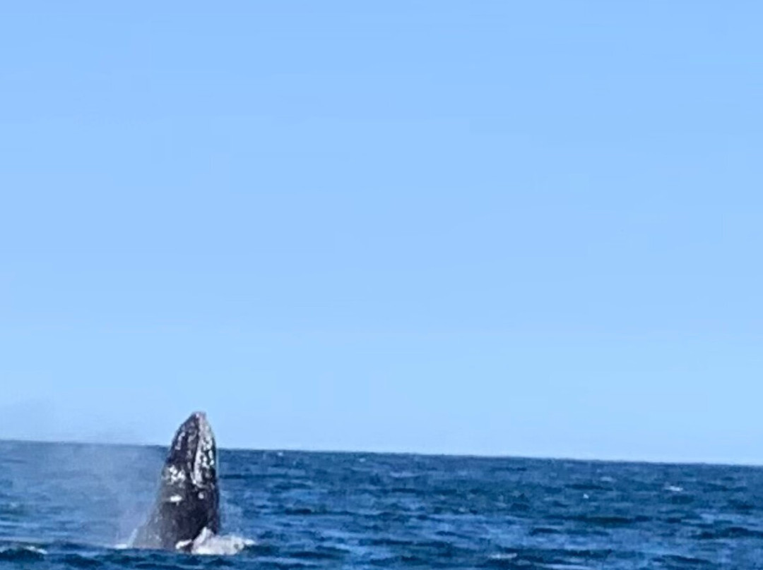 Aria Cruises-克利夫兰必去景点