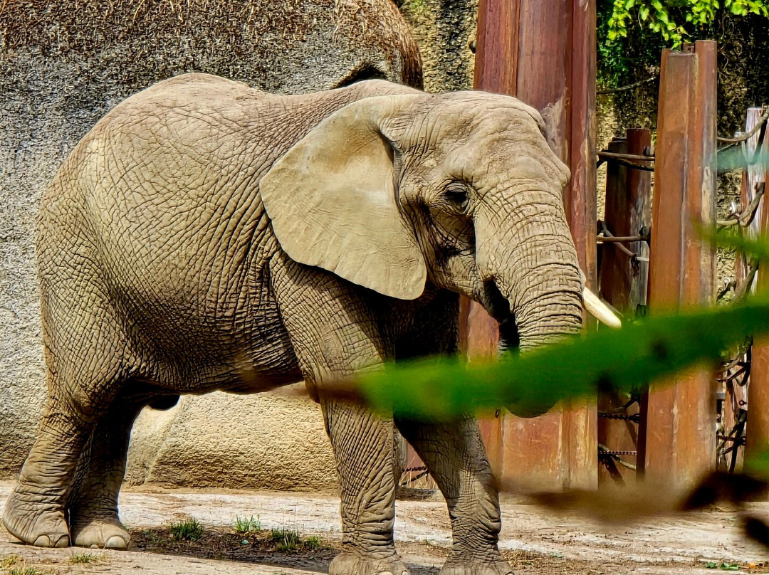 Zoo Basel-巴塞尔必去景点
