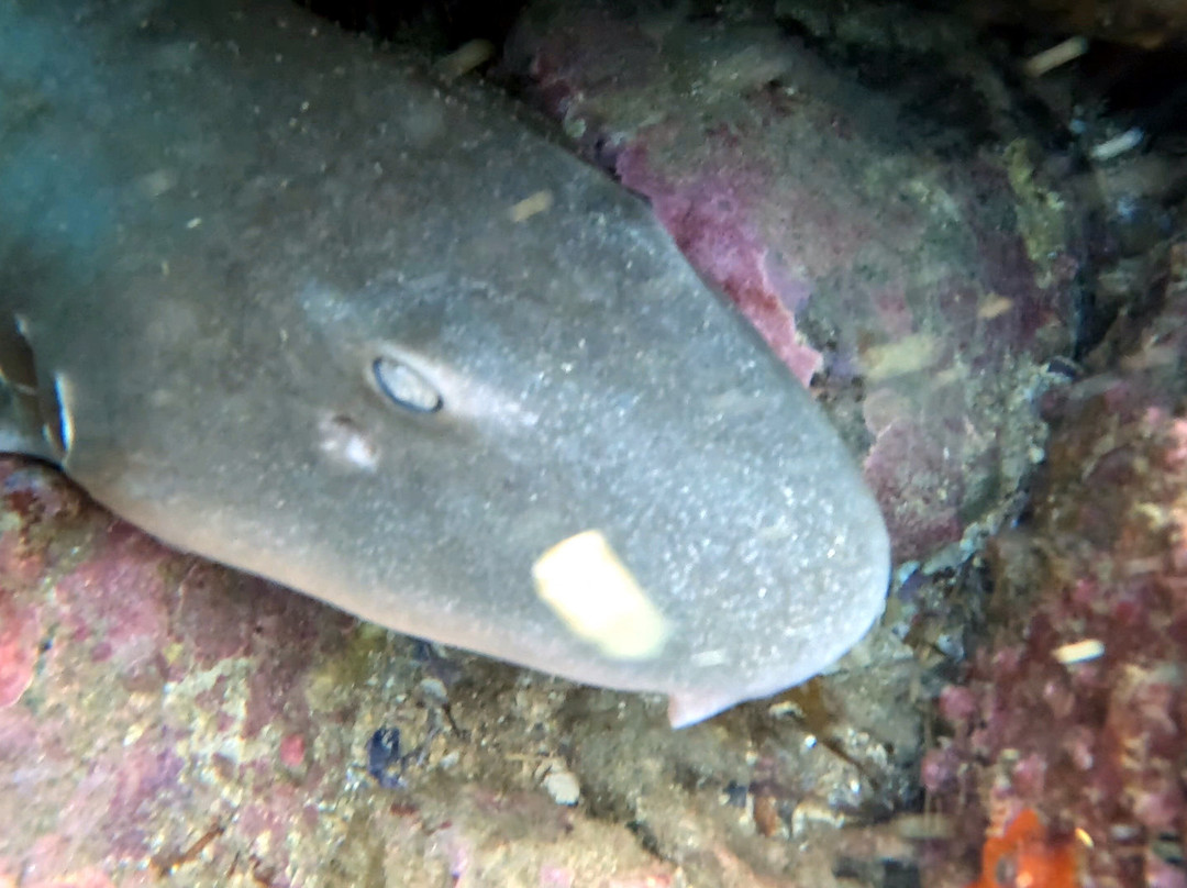 Gold Coast Dive Adventures-Runaway Bay必去景点