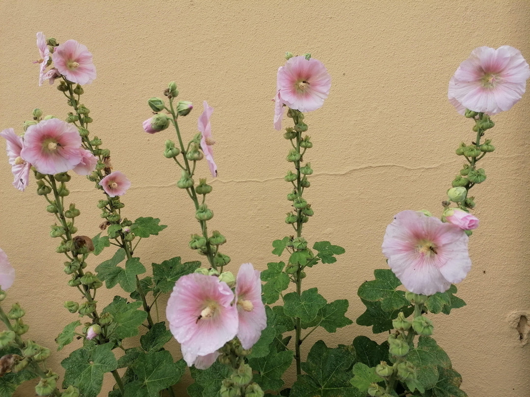 Bandholm Bed & Breakfast主图