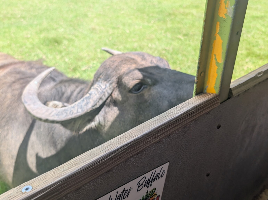 Wild Georgia Safari Park-Metter必去景点