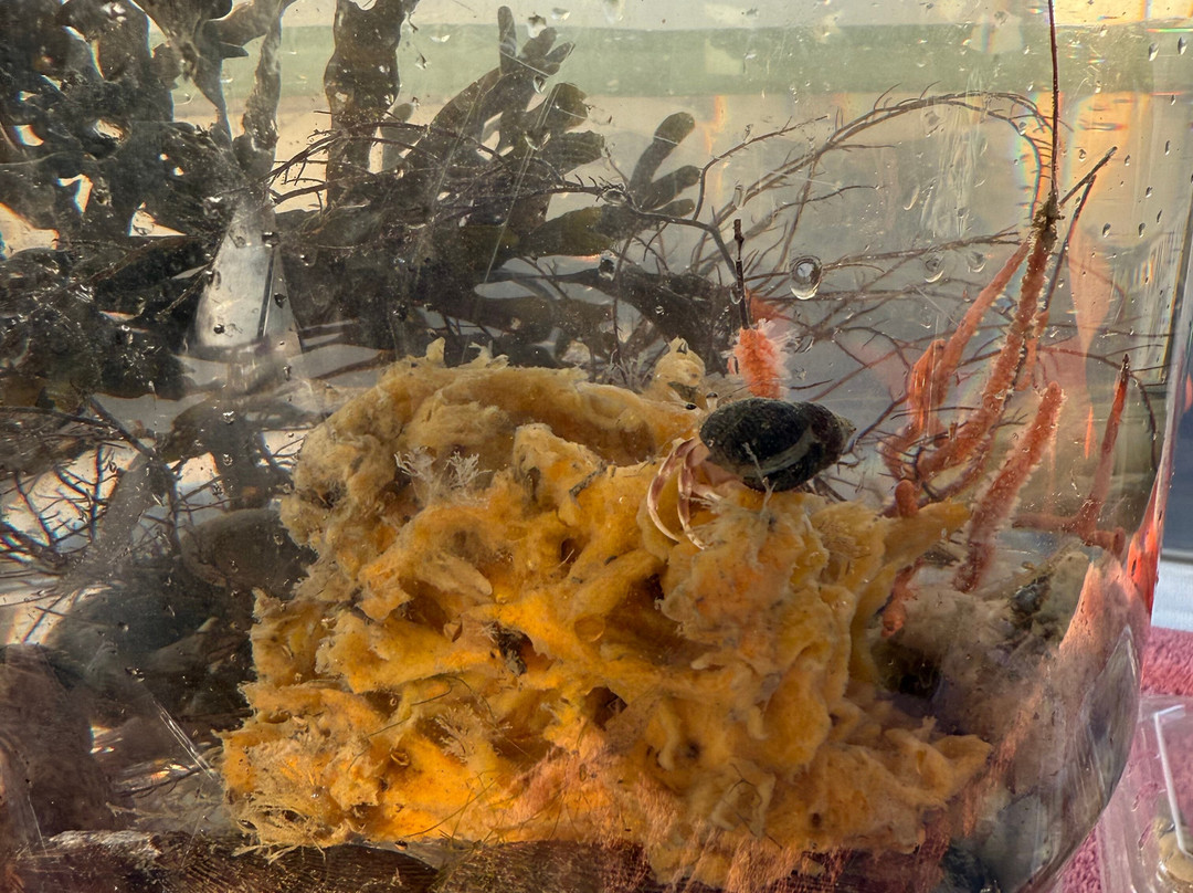 Salt Marsh Safari The Skimmer-Stone Harbor必去景点