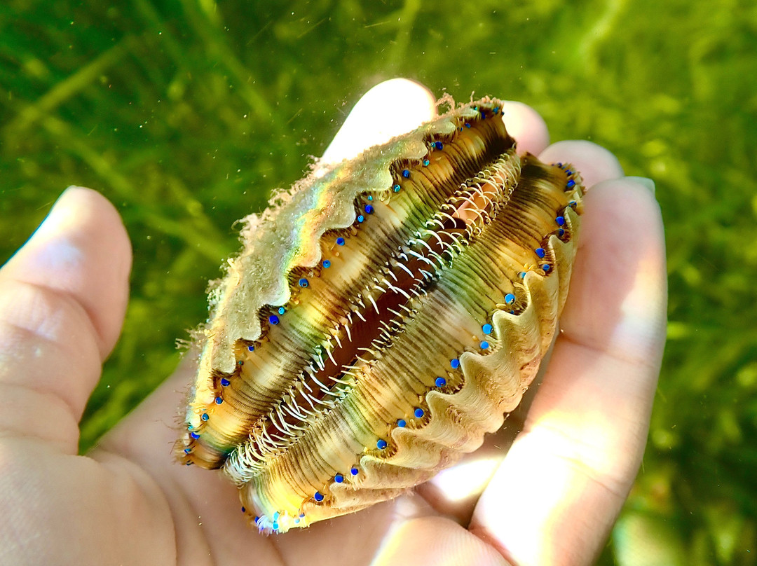 Suncoast Scalloping-克里斯特尔里弗必去景点