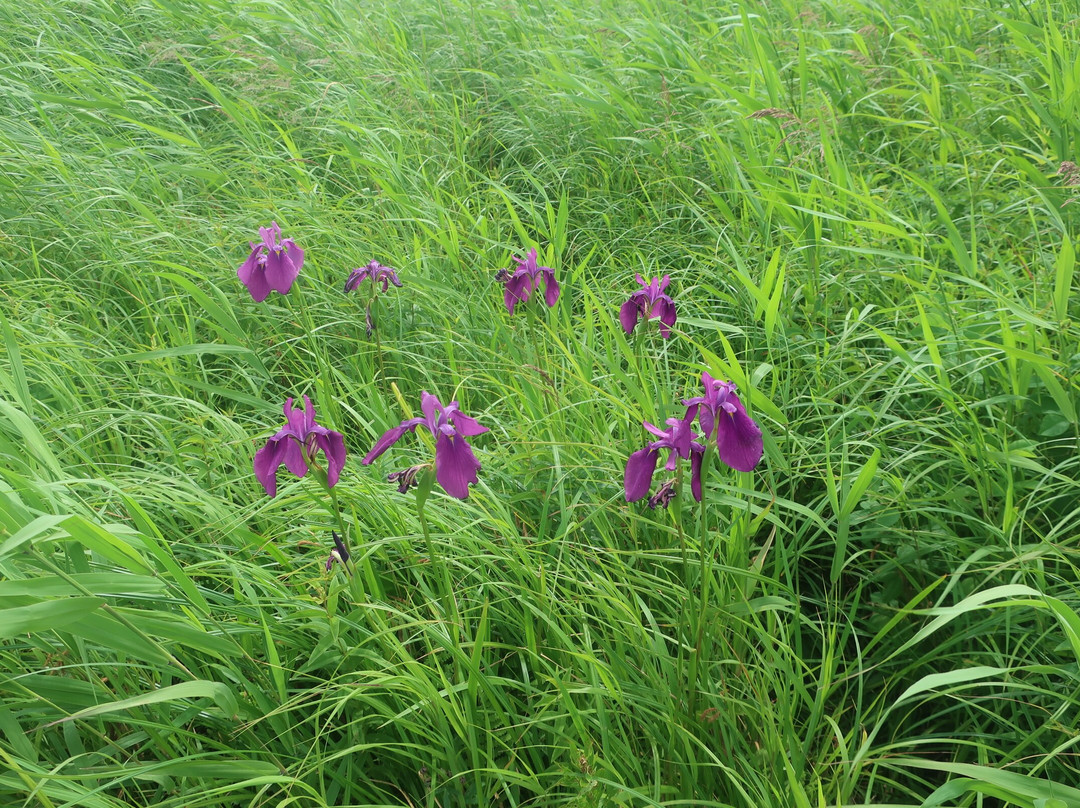 Veneer Nature Flower Garden-滨顿别町必去景点