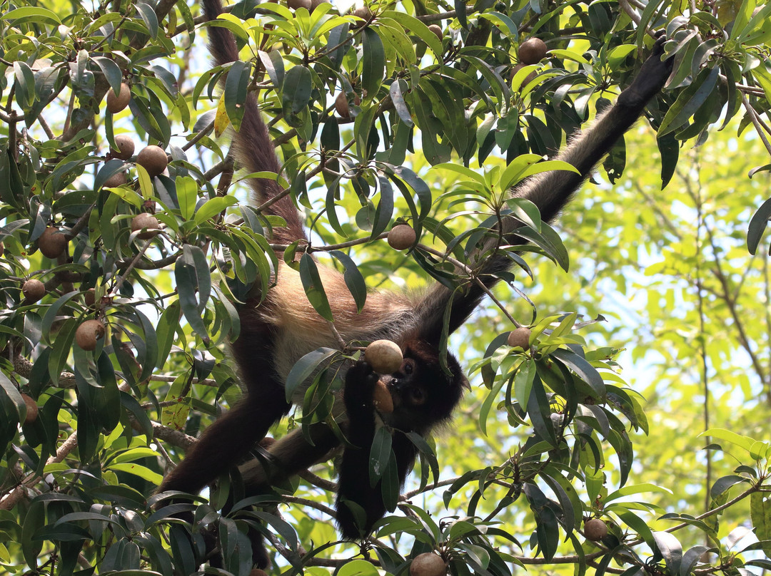 Amar Aves: Birdwatching and Mayan culture-图伦必去景点