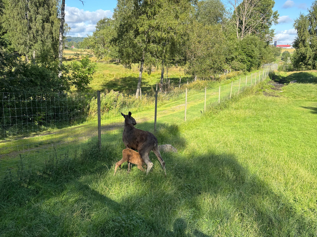 Wrågården-Falkoping必去景点