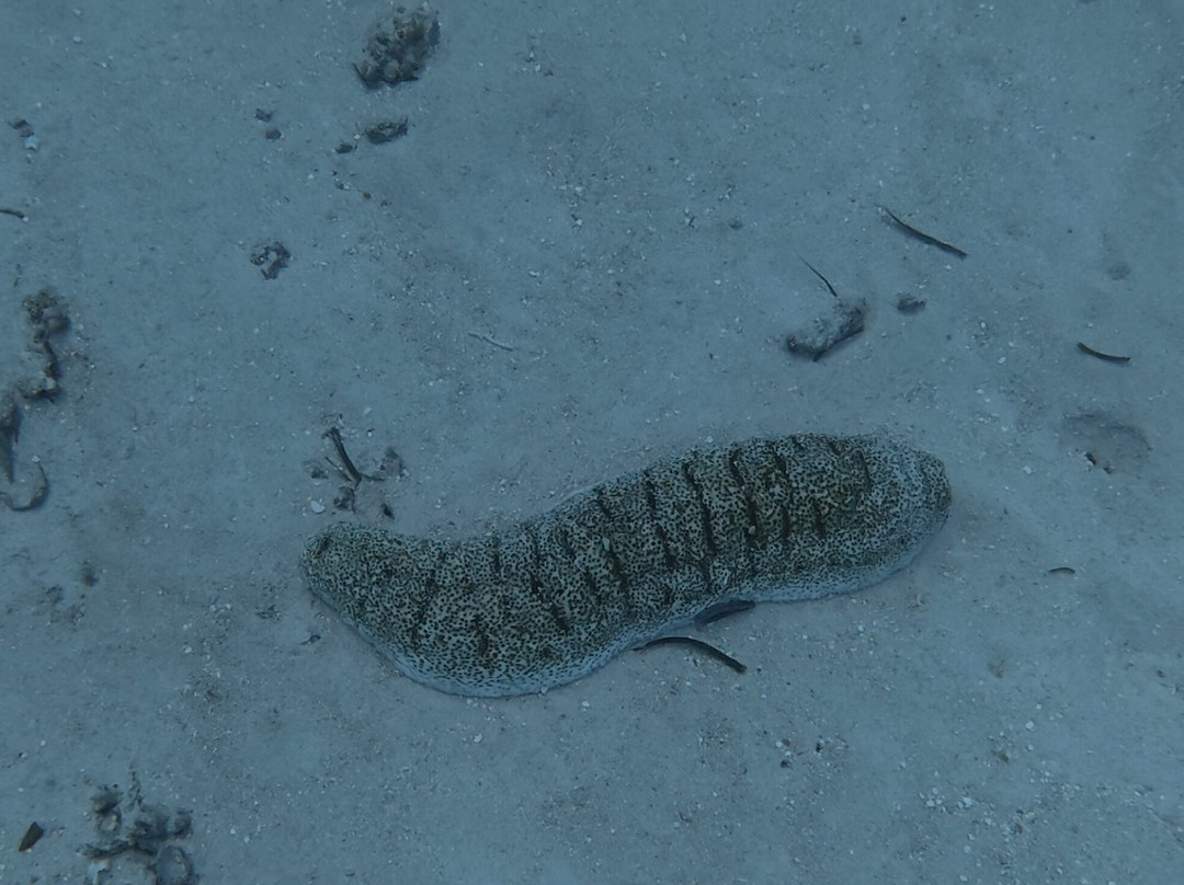 Buccaneer Diving-帕杰必去景点