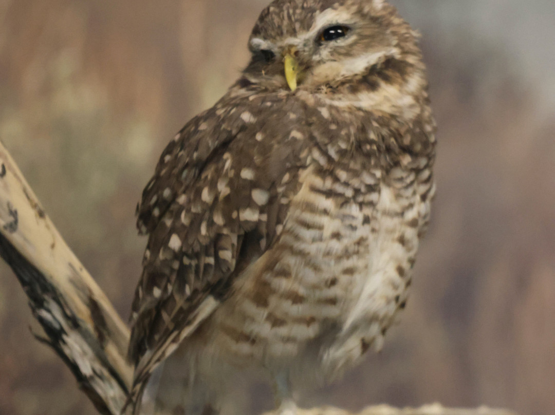 BC Wildlife Park-坎卢普斯必去景点