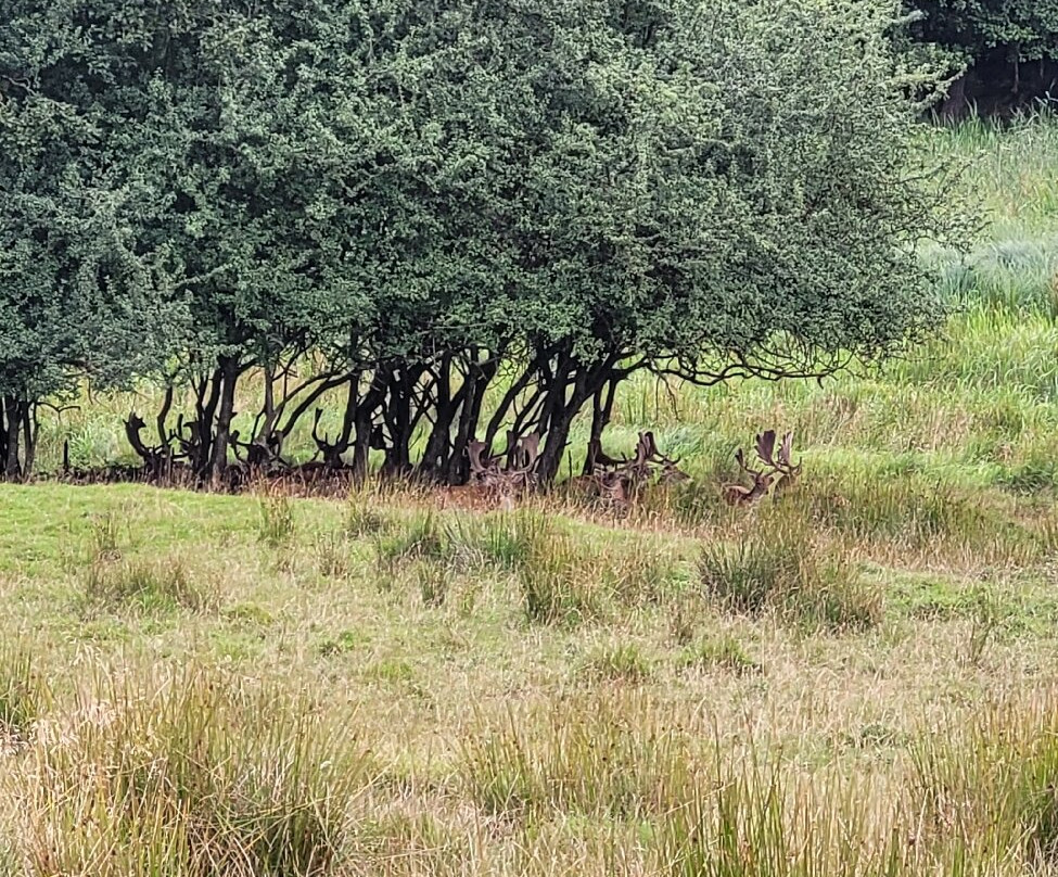Dyrehaven Ved Haderslev-哈泽斯莱乌必去景点