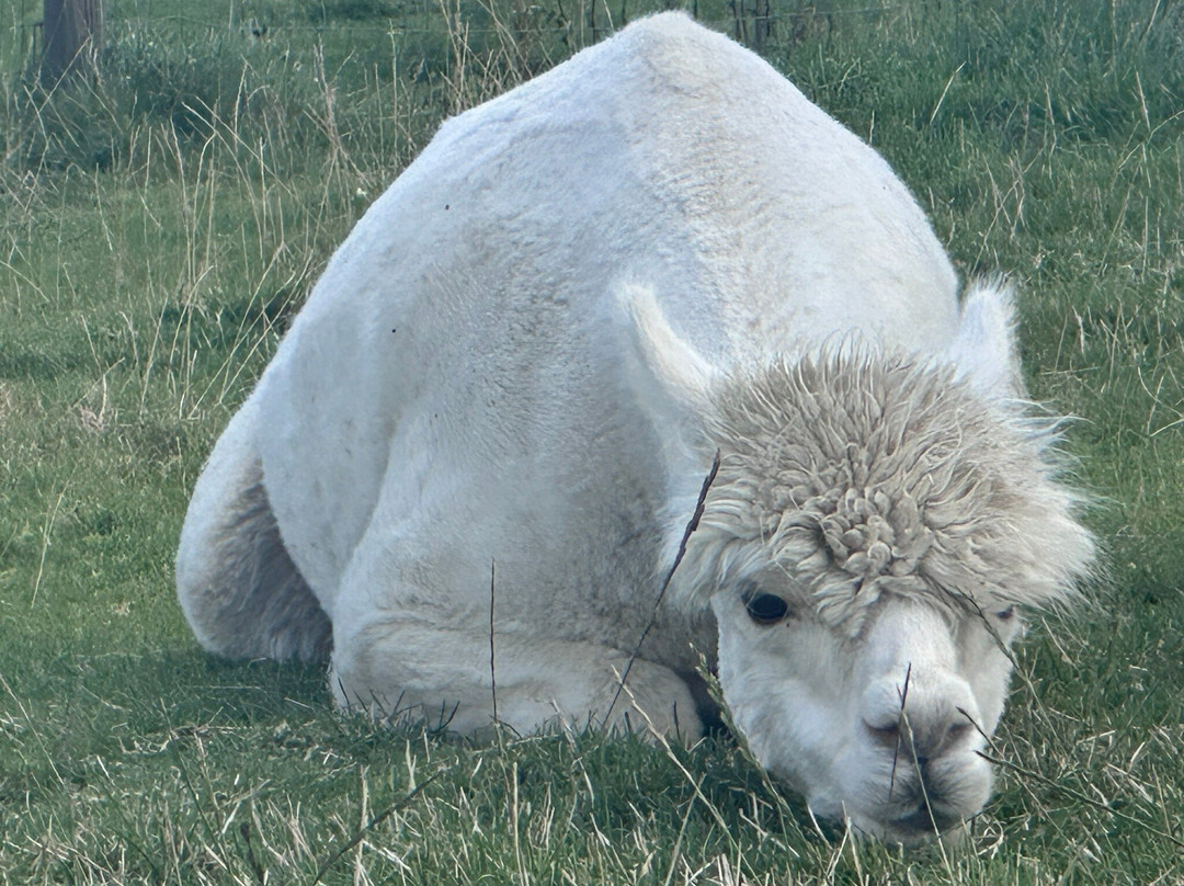 Pangea Park-Bjaeverskov必去景点
