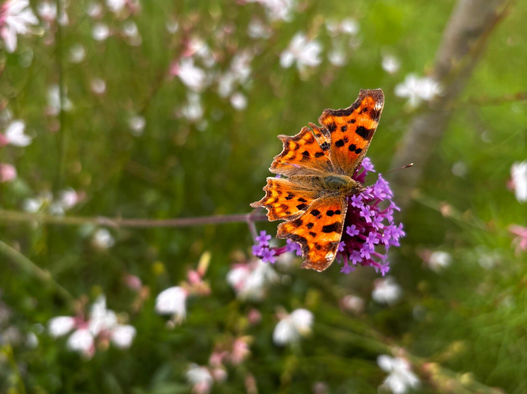 The Old Kent Barn主图