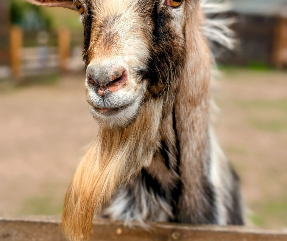 ZOO Łaczna-Mieroszow必去景点