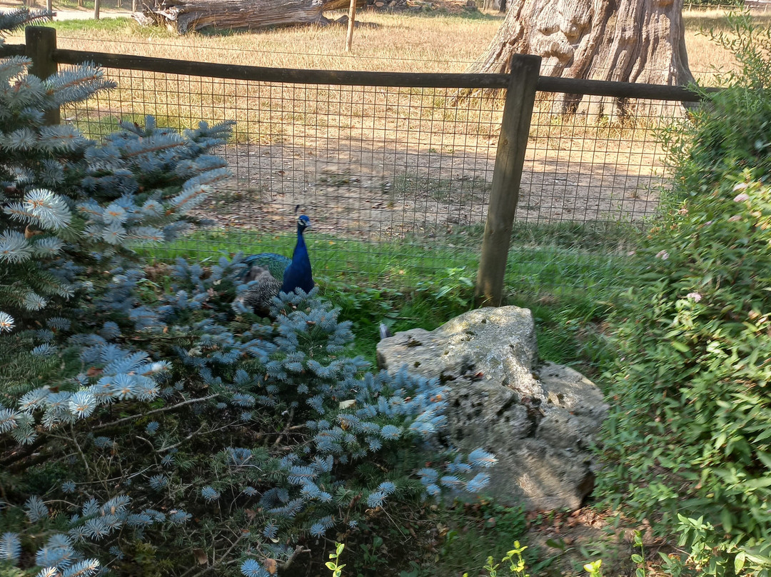 Parc Zoo du Reynou-Le Vigen必去景点