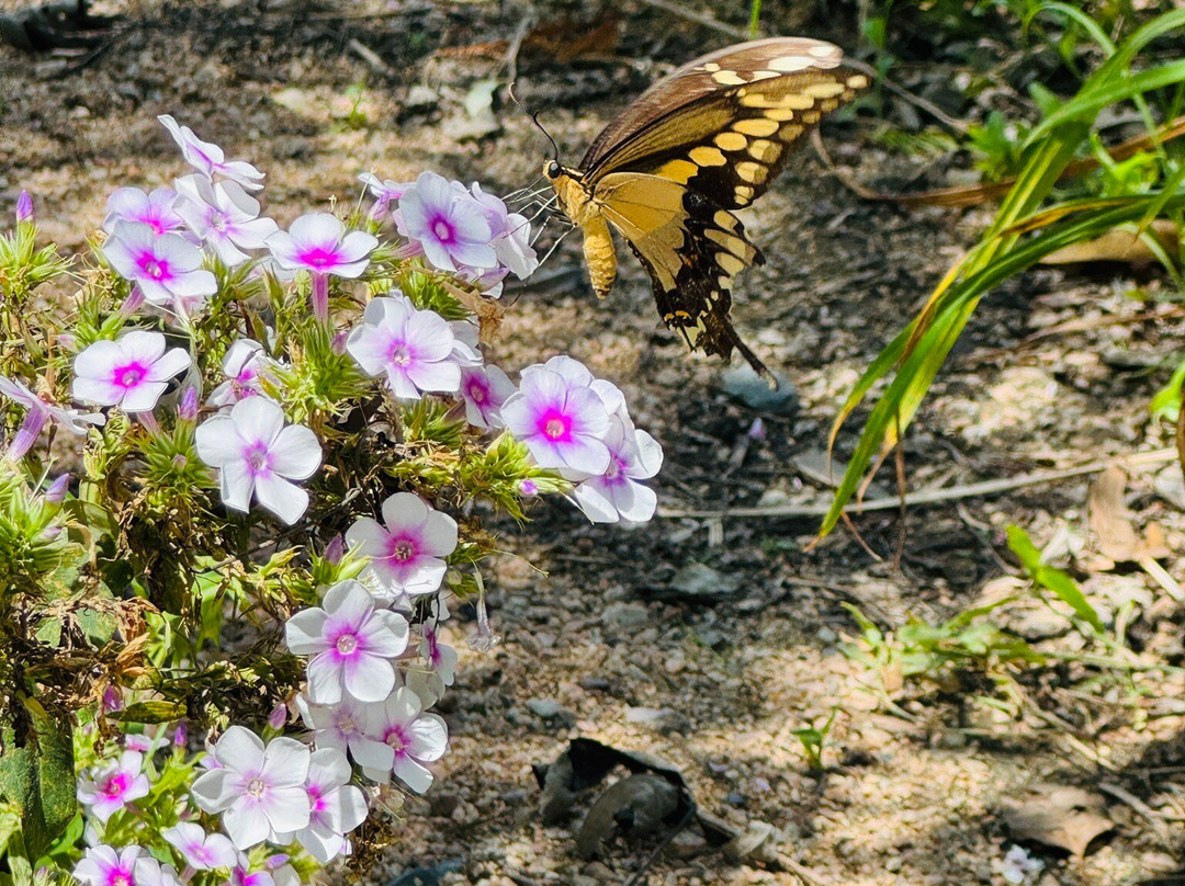 Antique Rose Emporium-Independence必去景点
