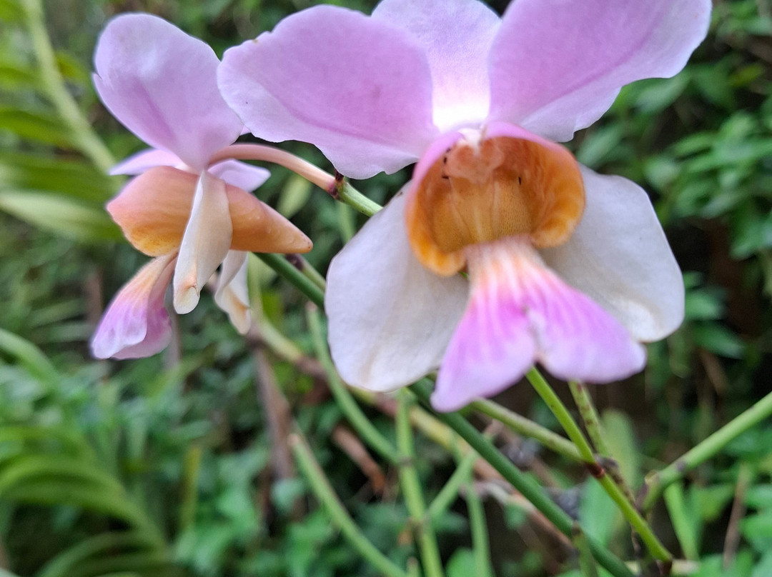 Kaziranga National Orchid And Biodiversity Park-Hatikhuli必去景点