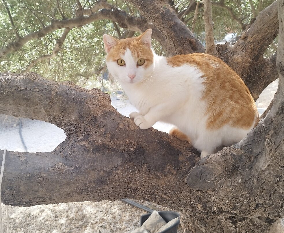 Takis Shelter-Ierapetra必去景点