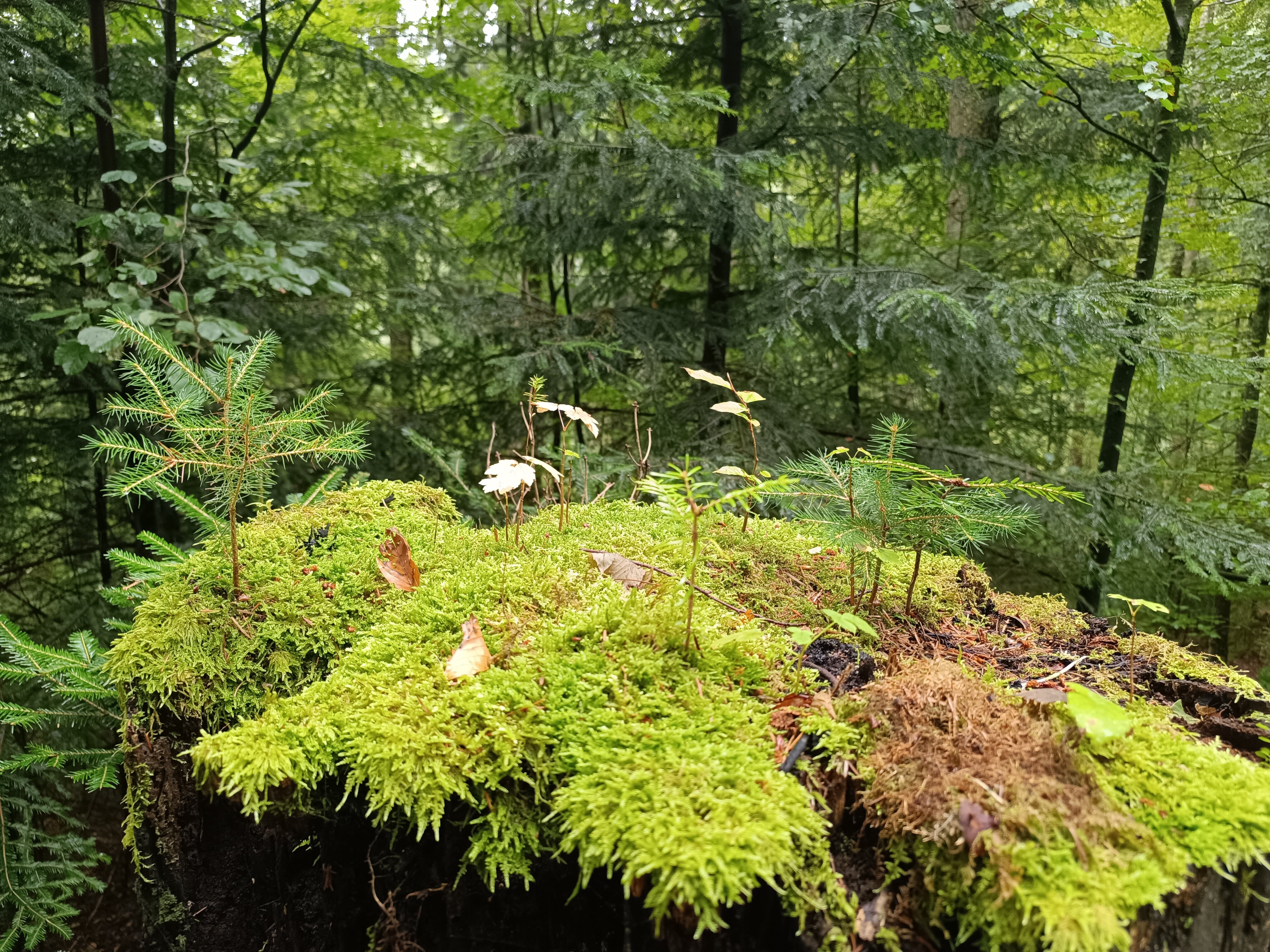 Waldhotel Sommerberg-官方