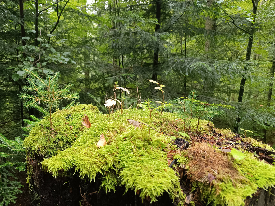 Waldhotel Sommerberg主图