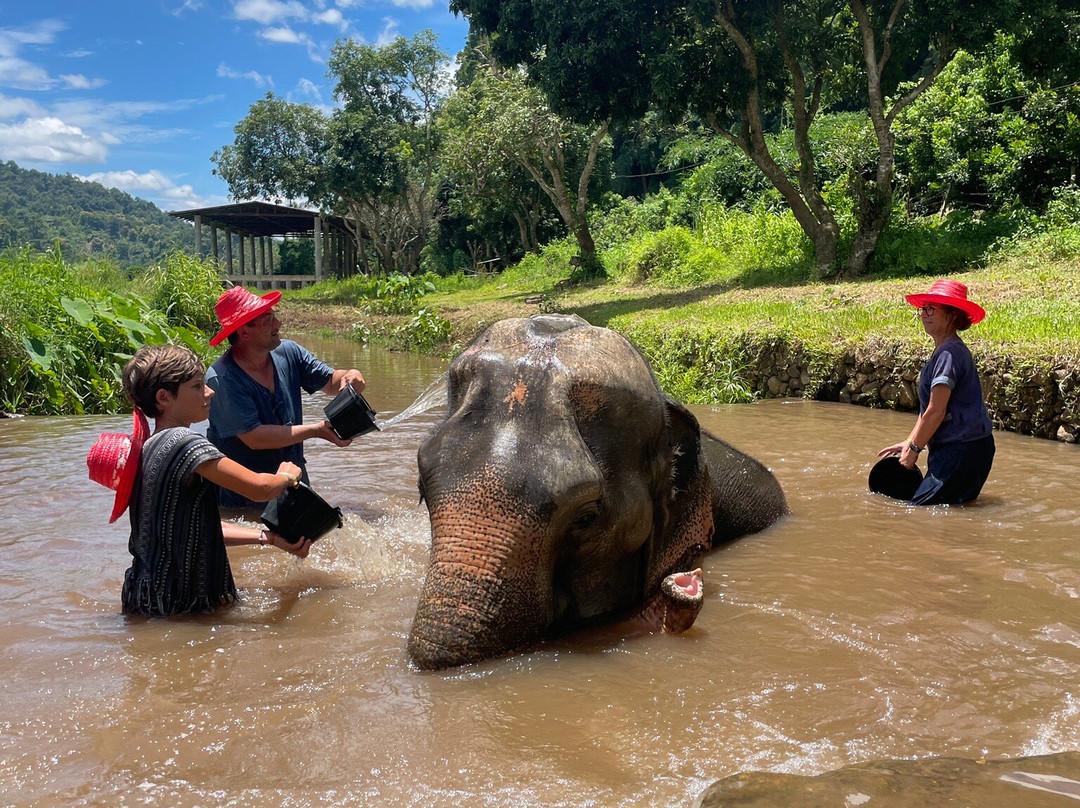 Doi Lom Elephant Rescue Sanctuary-夜登必去景点